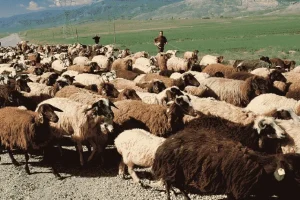 منابع: سه مقام طالبان در انتقال غیرقانونی گوسفندان به تاجیکستان دست دارند