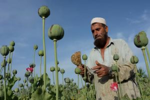 کارشناسان: ممنوعیت طالبان نتوانسته قاچاق مواد مخدر را در افغانستان متوقف کند